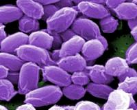 N. Korea invites entire US Congress to visit alleged 'anthrax' plant