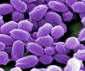 Report: Bioterrorism still a major threat