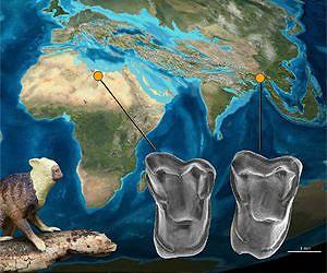 Fossil discovery sheds new light on evolutionary history of higher primates