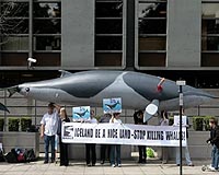 Iceland whaling season kicks off amid protests