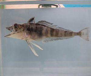 Fish of Antarctica threatened by climate change