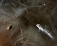 Antifreeze proteins in Antarctic fishes prevent freezing...and melting