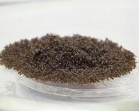 Going inside an ant raft