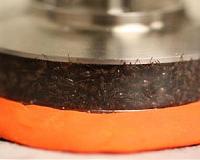 Ants: Both solid-like and liquid-like