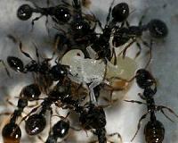 To prevent spreading infections, ants sacrifice their sick peers