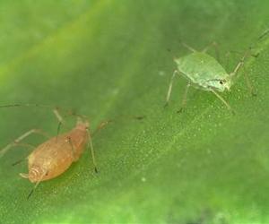 Crop-infecting virus forces aphids to spread disease