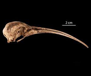 Smithsonian scientists use fossil feathers reveal lineage of extinct, flightless ibis