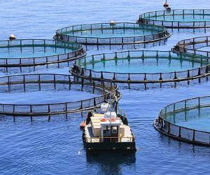 Certification of aquaculture critical to sustainable seafood production