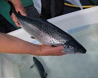 Study: Farm-raised salmon suffer from depression
