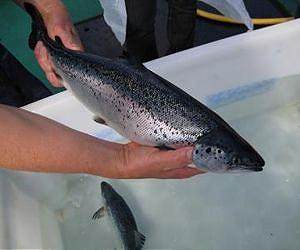 Eight species of wild fish have been detected in aquaculture feed