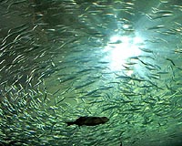 Cars may one day mimic fish to avoid collisions