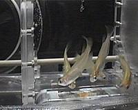 Space fish detail effects of microgravity on bones
