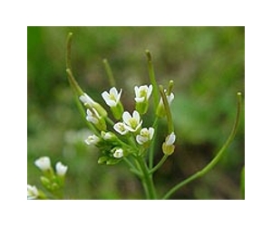 Plant 'Breathing' Mechanism Discovered