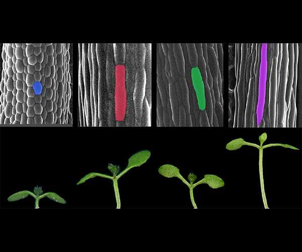 How light and temperature work together to affect plant growth