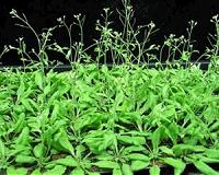 Gene required for plant growth at warmer temperatures discovered