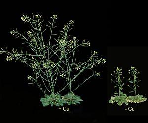 How plants chill out