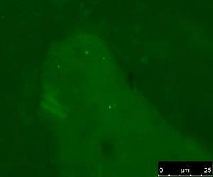 University of Tennessee professor discovers how microbes survive at bare minimum