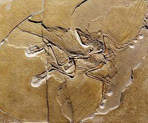 New evidence of dinosaurs' role in the evolution of bird flight