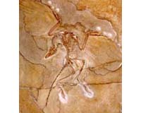 Avian Origins: New Analysis Confirms Ancient Beginnings