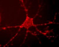 Sensing Neuronal Activity With Light