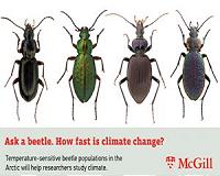 Arctic beetles may be ideal marker of climate change