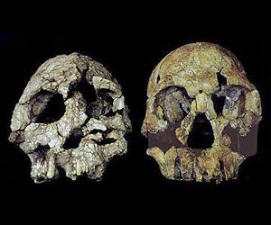 'Ardi' skull reveals links to human lineage