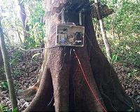 Tropical tree roots represent an underappreciated carbon pool