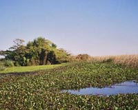 North Face founder takes up Argentina marsh cause