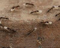 New method to stop Argentine ants