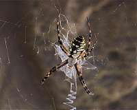 When spiders leave the nest, they turn aggressive