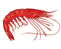 Climate Influence On Deep Sea Populations
