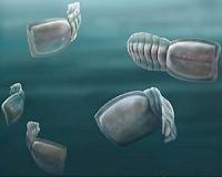Ancient fossils confirmed among our strangest cousins