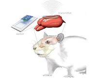 Tiny electronic implants monitor brain injury, then melt away