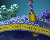 Tiny carbon nanotube pores make big impact