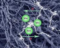 Could bread mold build a better rechargeable battery?