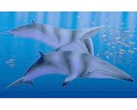 Strange marine mammals of ancient North Pacific revealed