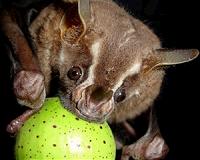 Israel's batwoman works in secret to heal winged friends