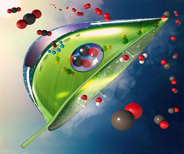 Lab-grown plant tissue could ease toll of logging and agriculture