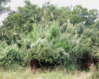 Some biofuel crops could become invasive species, experts warn