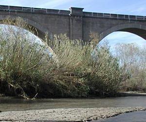 Let's just harvest invasive species and the problem is solved