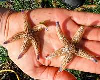 Can sea star movement inspire better robots?