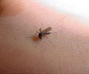 Second door discovered in war against mosquito-borne diseases