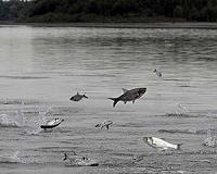 Carp have been farmed in China for 8,000 years, researchers say