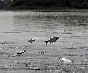 Scientist say just a few Asian carp may be big trouble for Great Lakes