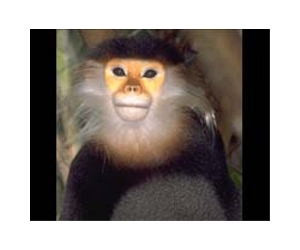 Members of small monkey groups more likely to fight