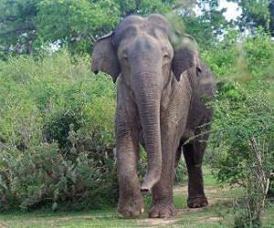 81 elephants die of poisoning in Zimbabwe: authorities