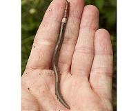 Voracious Asian jumping worms strip forest floor and flood soil with nutrients