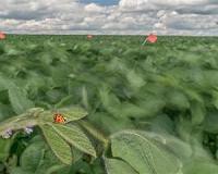 Dwindling wind may tip predator-prey balance