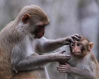 Satellite data to map endangered monkey populations on Earth