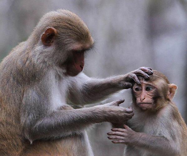 Scientists clone first rhesus monkey using new method